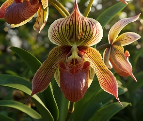 Storczyk, Grafika, Kwiat, Sabotek, Orchidea