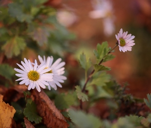 Jesienny, Kwiat, Aster
