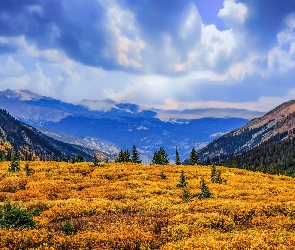 Stany Zjednoczone, Niebo, Las, Chmury, Drzewa, Polana, Kolorado, Guanella Pass Summit, Góry