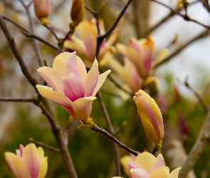 Gałązki, Magnolia, Rozkwitające, Kwiaty