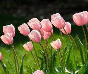 Liście, Różowy, Tulipany, Zieleń, Płatki, Różowe, Kwiaty