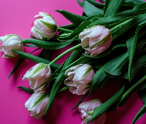 Tło, Różowe, Biało-zielone, Tulipany