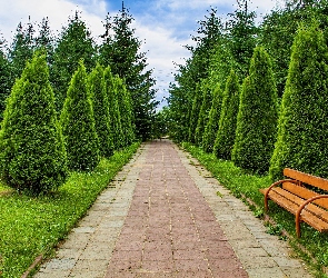 Ławka, Ścieżka, Tuje, Drzewa, Park