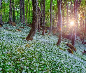 Promienie słońca, Czosnek niedźwiedzi, Drzewa, Las, Kwiaty, Biały
