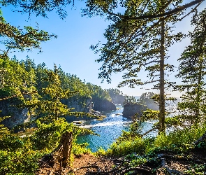 Stan Waszyngton, Morze, Stany Zjednoczone, Cape Flattery, Drzewa, Przylądek, Skały, Wybrzeże