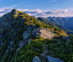 Góry, Rośliny, Drzewa, Skały, Szczyt