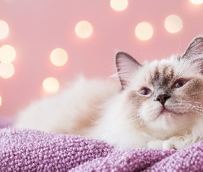 Ragdoll, Grafika, Różowy, Koc, Kot