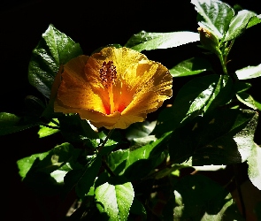Żółty, Czarne tło, Liście, Hibiskus, Kwiat