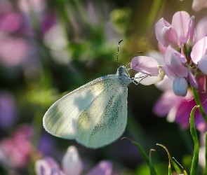 Motyl, Wietek gorczycznik, Kwiat