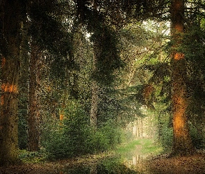 Kałuża, Wiosna, Las, Drzewa