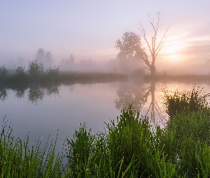 Wschód słońca, Świt, Mgła, Jezioro, Trawa, Drzewa