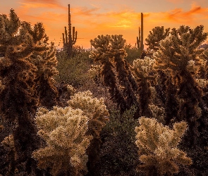 Kaktusy cholla