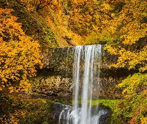 Roślinność, Jesień, Oregon, Wodospad, Drzewa, Stany Zjednoczone, Park Stanowy Silver Falls