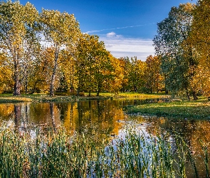 Drzewa, Jesień, Szuwary, Staw, Park