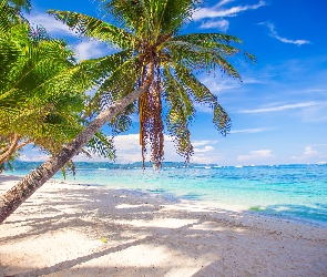 Plaża, Tropiki, Morze, Cień, Palmy