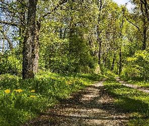 Kwiaty, Dzień, Drzewa, Las, Ścieżka, Słoneczny