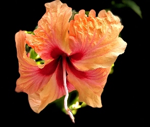 Ciemne, Tło, Hibiskus