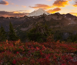 Góry Kaskadowe, Stan Waszyngton, Kolorowe, Stany Zjednoczone, Rośliny, Drzewa, Wulkan, Góra, Mount Baker