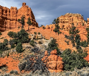 Stan Utah, Panguitch, Drzewa, Stany Zjednoczone, Hillsdale, Skały, Red Canyon Visitor Center