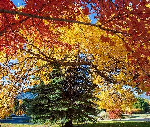 Park, Kolorowe, Liście, Drzewa, Jesień
