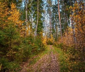 Jesień, Liście, Drzewa, Las, Krzewy, Ścieżka