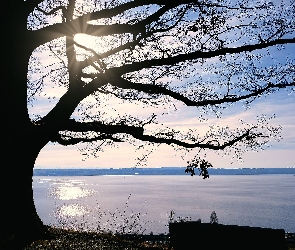 Drzewo, Wschód słońca, Jezioro