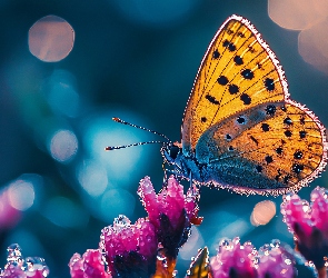 Motyl, Krople, Kwiaty, Różowe, Żółty