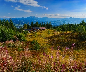 Domy, Drzewa, Góry, Lato, Polana, Rumunia, Karpaty