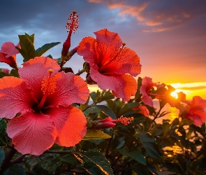 Kwiaty, Grafika, Zachód słońca, Morze, Hibiskusy
