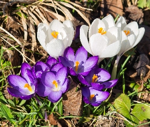 Wiosna, Las, Kwiaty, Krokusy