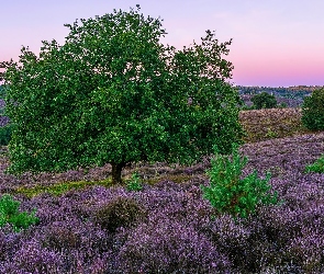 Drzewa, Krzewy, Wrzosowisko