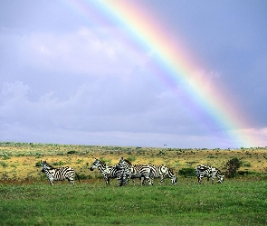 Zebra, Niebo, Tęcza