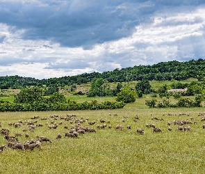 Prowansja, Ongles, Łąka, Francja, Drzewa, Owce, Domy