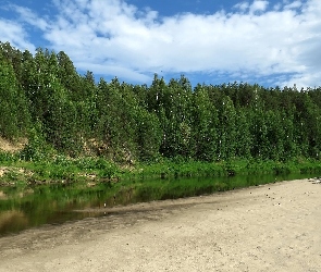 Las, Drzewa, Rzeka, Zielone