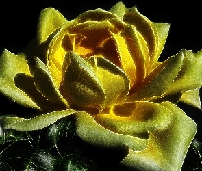 Róża, Fractalius, Grafika, Liście, Kwiat