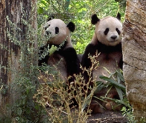 Dwa, Drzewa, Panda, Misie