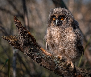 Pisklę, Konar, Sowa uszata