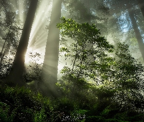 Przebijające światło, Rododendron, Kalifornia, Stany Zjednoczone, Park Narodowy Redwood, Drzewa
