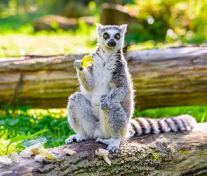 Lemur, Kłoda
