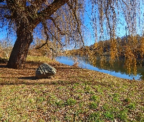 Kamień, Rzeka, Drzewa, Wierzba