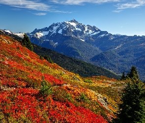 Stany Zjednoczone, Park Narodowy Północnych Gór Kaskadowych, Rośliny, Stan Waszyngton, Mount Shuksan, Góra, Drzewa, Łąka, Góry, Kolorowe