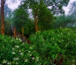 Drewniany, Drzewa, Trawa, Most, Łąka