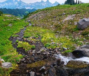 Potok, Stan Waszyngton, Kwiaty, Stany Zjednoczone, Park Narodowy Mount Rainier, Trawa, Kamienie, Skały, Góry