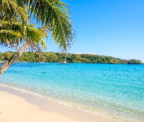 Morze, Palmy, Tropiki, Plaża