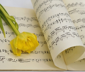 Tulipan, Nuty, Żółty