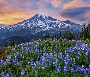 Stany Zjednoczone, Park Narodowy Mount Rainier, Mount Rainier, Stan Waszyngton, Niebieskie, Łąka, Łubiny, Drzewa, Góry, Stratowulkan