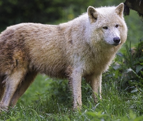 Wilk polarny, Trawa