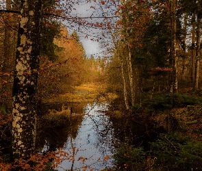 Drzewa, Jezioro, Jesień, Las
