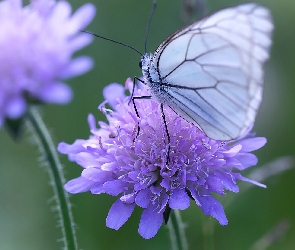 Motyl, Niestrzęp głogowiec, Kwiaty
