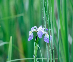 Trawa, Fioletowy, Irys, Kwiat